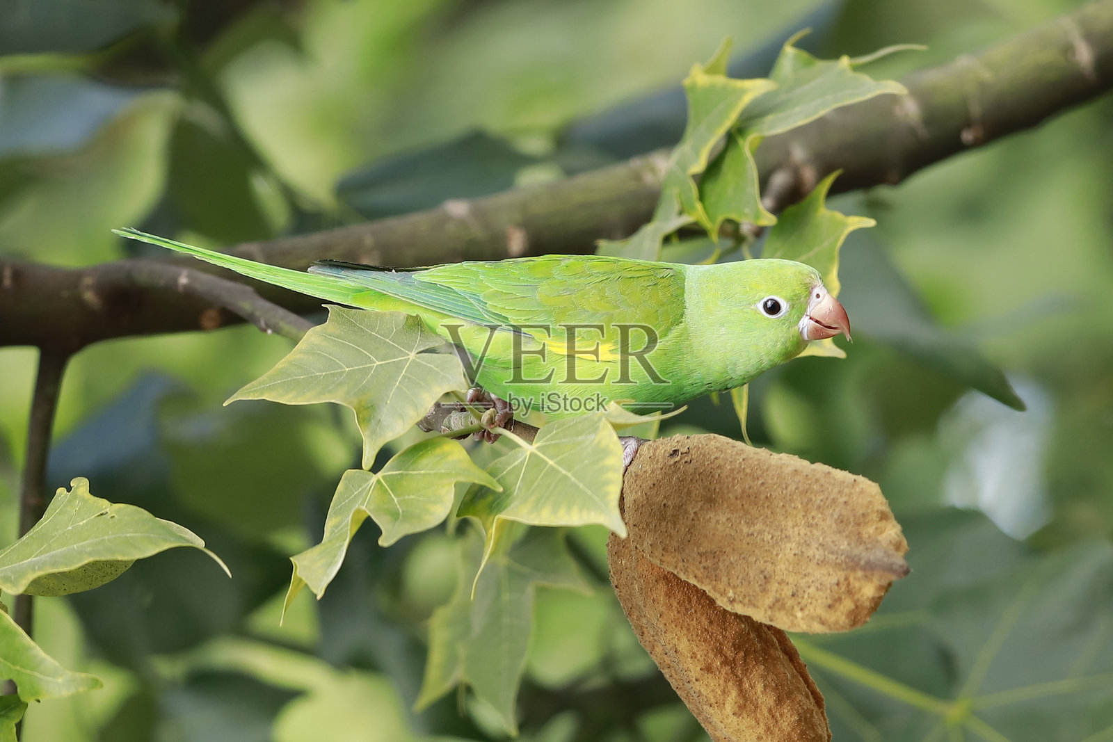 黄纹鹦哥照片摄影图片