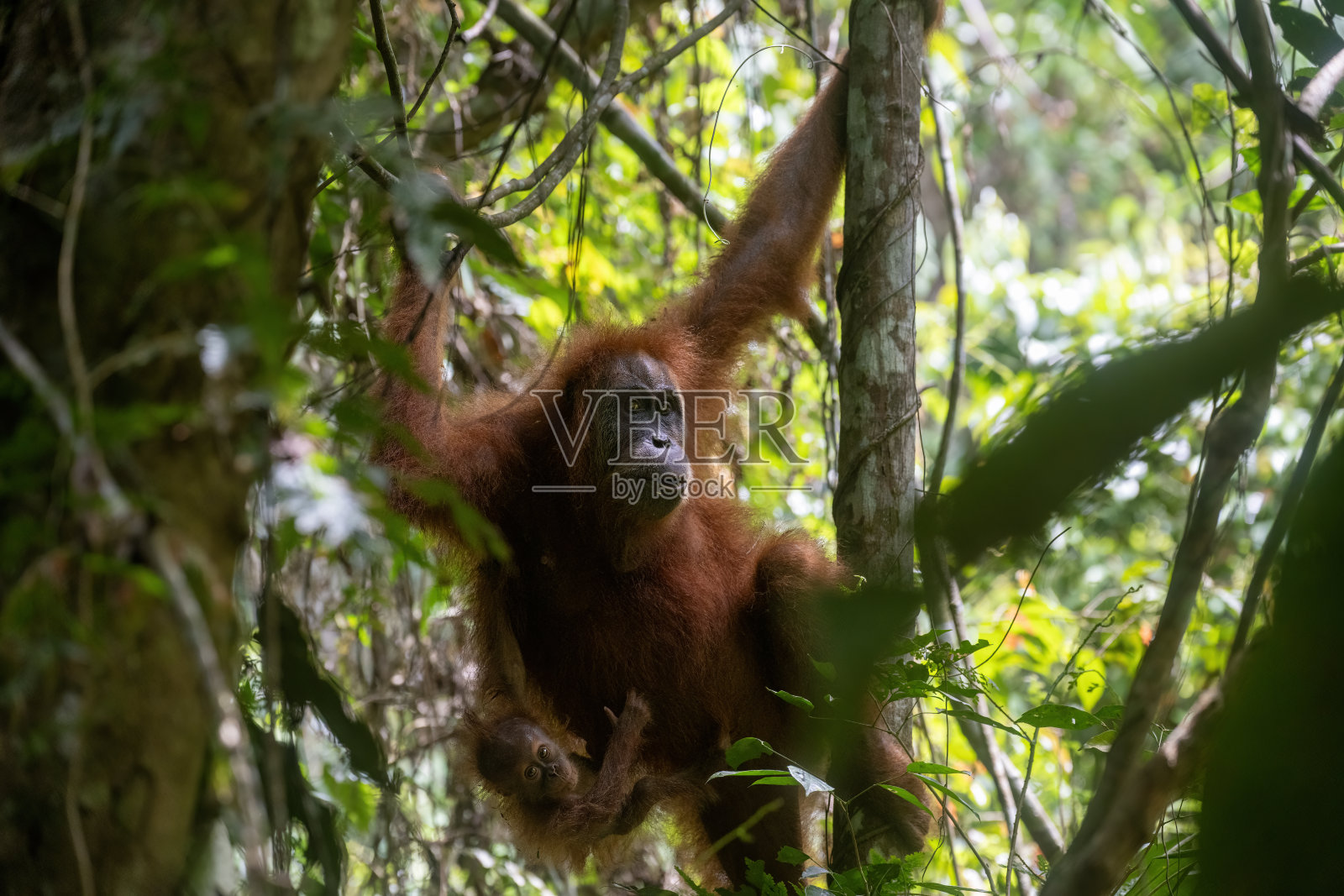 苏门答腊雨林中，一只母猩猩与她的幼崽的肖像，地点位于印度尼西亚的苏门答腊， Gunung Leuser照片摄影图片