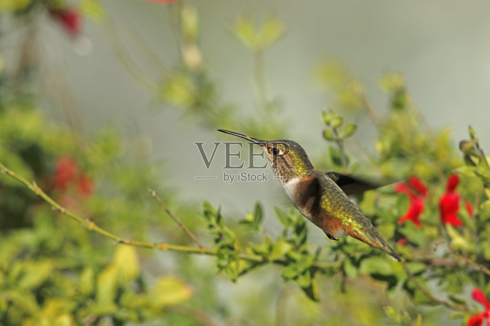 艾伦蜂鸟照片摄影图片