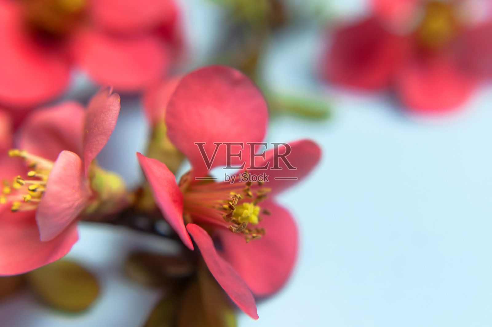 春季概念。粉色春花平铺在蓝色背景上，俯视，有复制空间。粉色花枝特写。夏季花束生活方式。带有精致花卉的贺卡，花艺。照片摄影图片