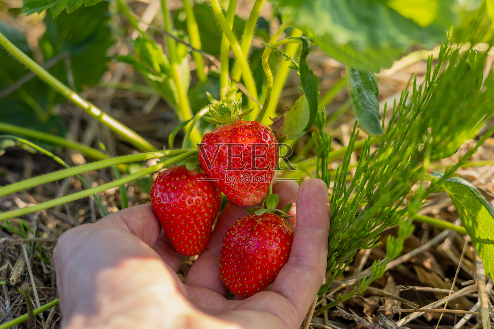 明亮的红草莓放在手掌中，在充满活力的花园背景下，在温暖的阳光下展示着它们的清新照片摄影图片