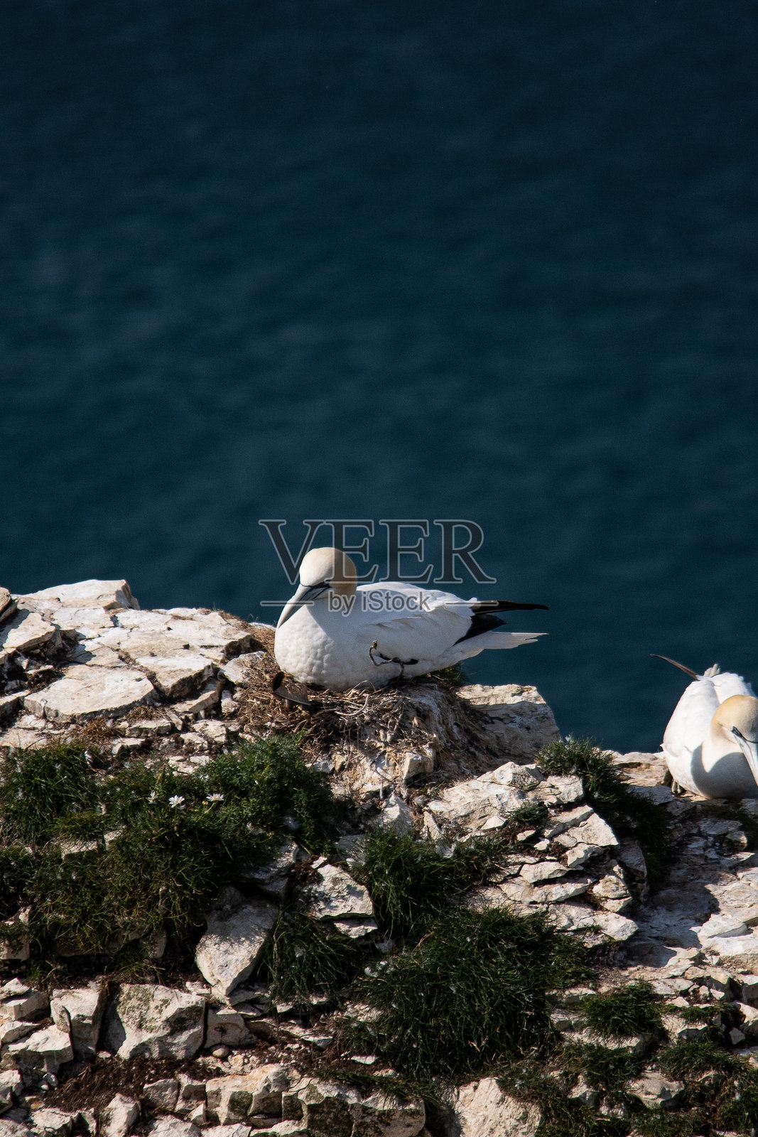 一只大型白色海鸟栖息在崎岖的海岸悬崖上，旁边有其他鸟类，背景是海洋照片摄影图片