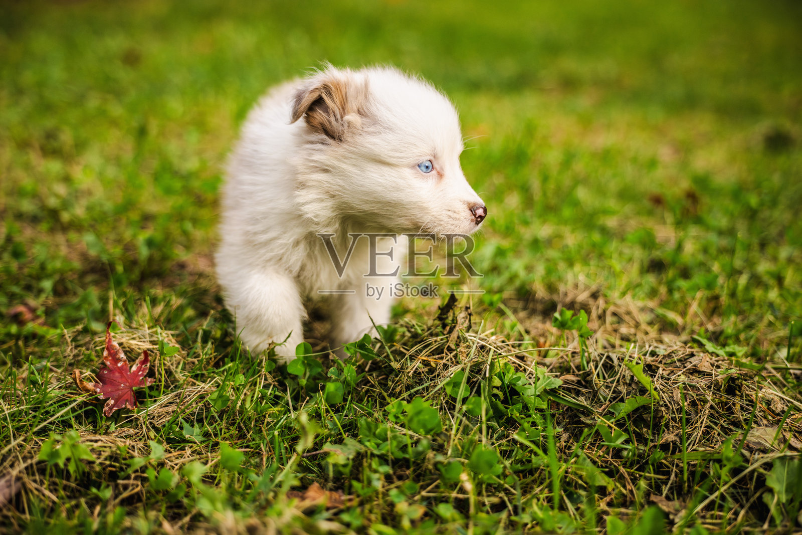 一只蓝眼睛的浅色澳大利亚牧羊犬幼崽站在绿草地上，旁边有一片红色的秋叶，它正看向一旁照片摄影图片
