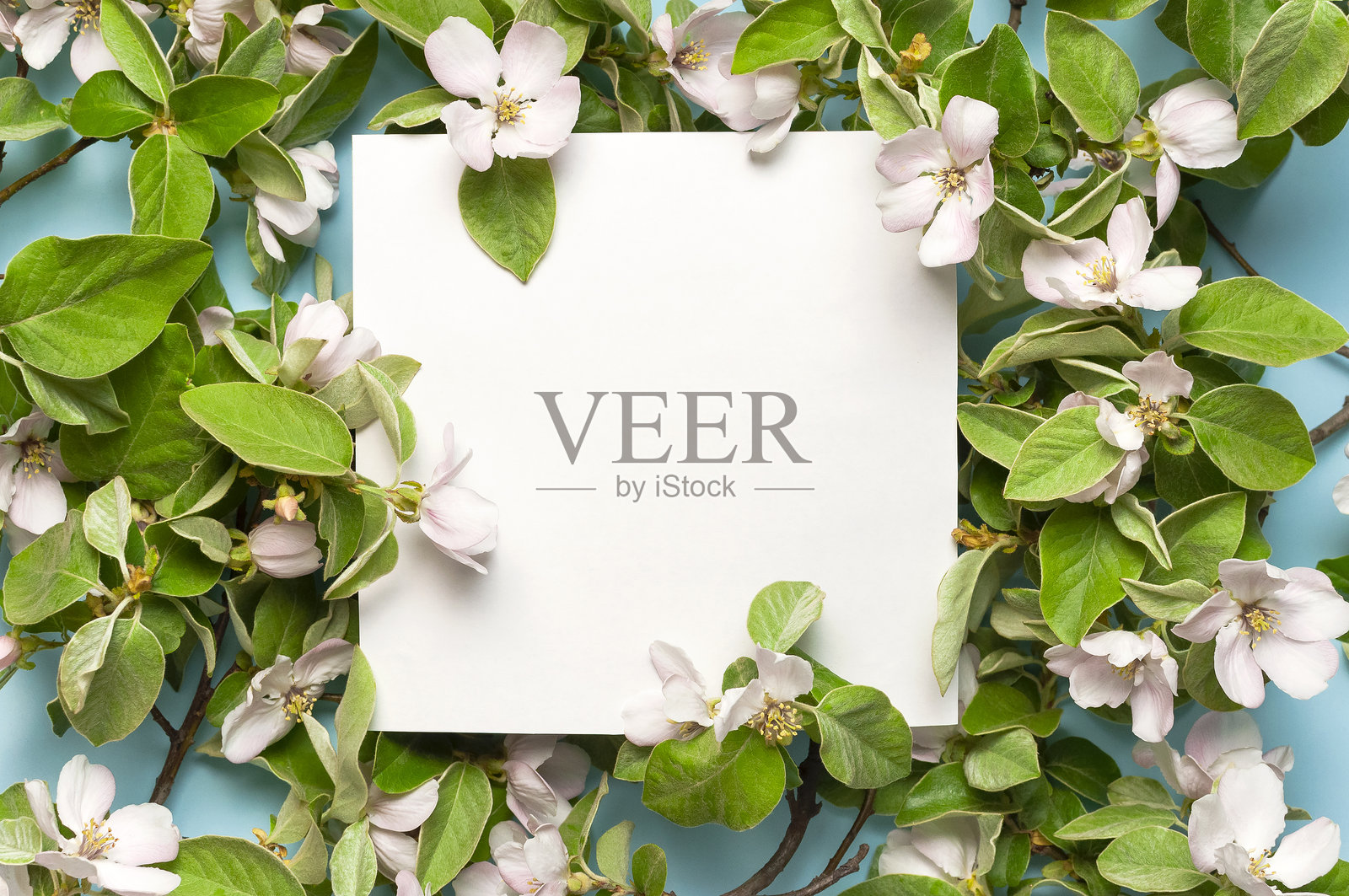 富有创意的春天极简概念。美丽的盛开的春季树枝，白色的空白纸放在蓝色的背景上，俯视平面图。春季概念鲜花构成盛开的白花。用于设计的布局照片摄影图片