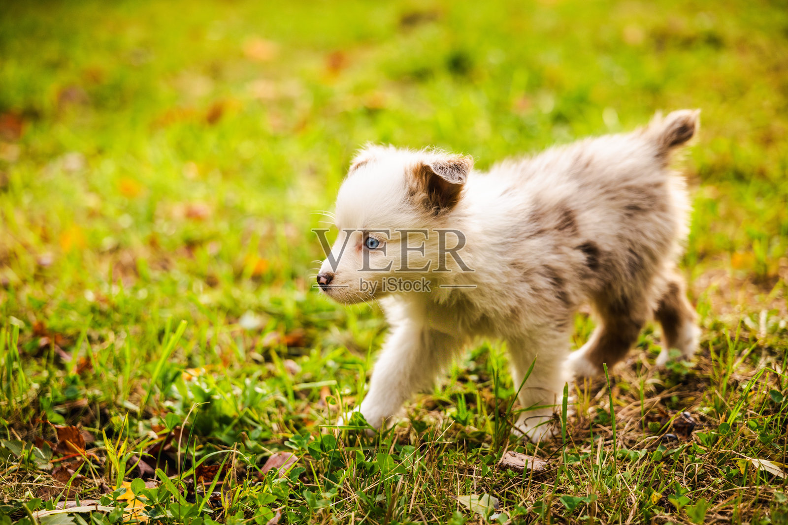 阳光明媚的秋日，一只蓝眼睛的浅色澳大利亚牧羊犬幼崽走在绿草地上，探索着户外世界照片摄影图片