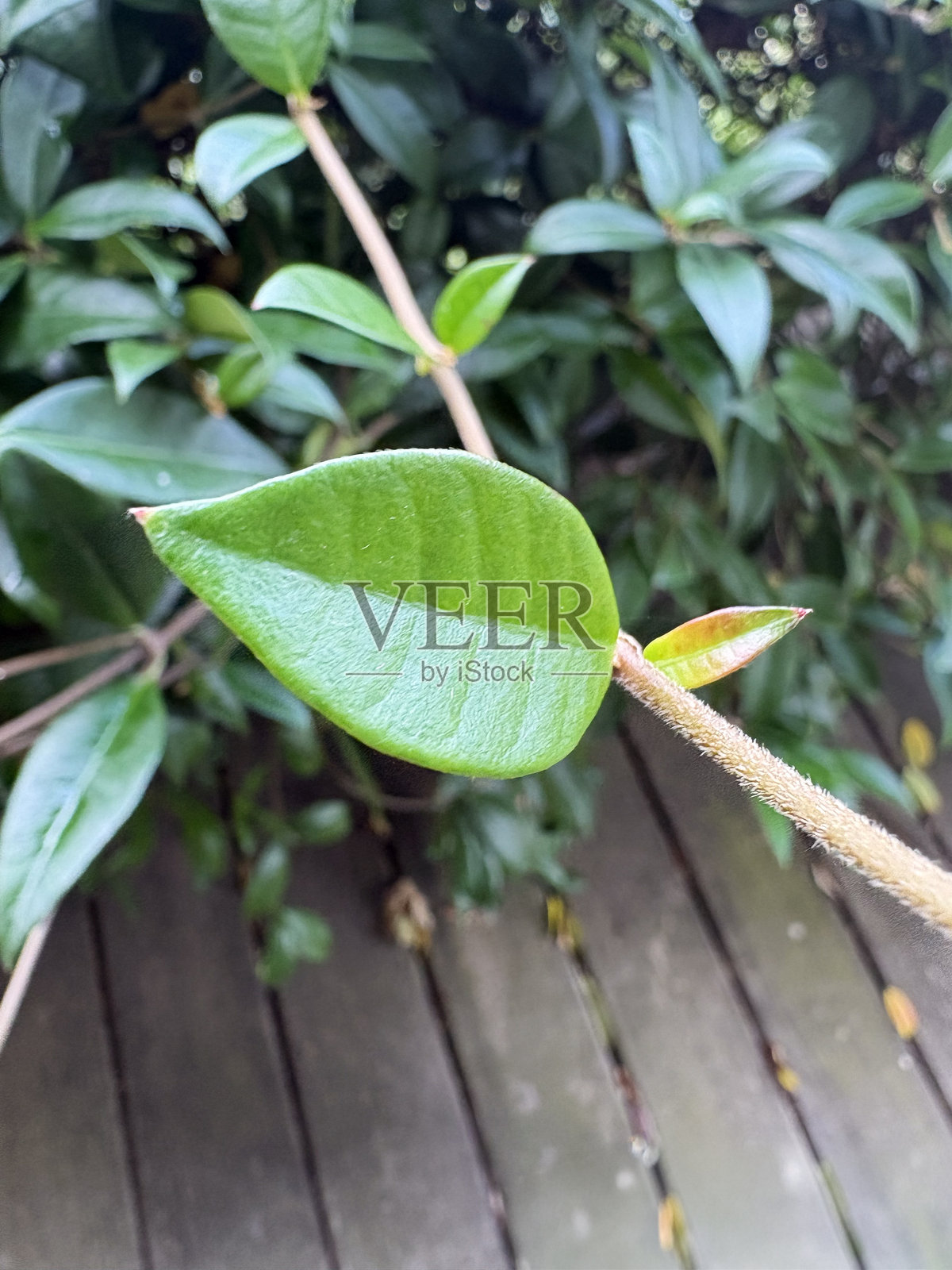 绿色的叶子照片摄影图片