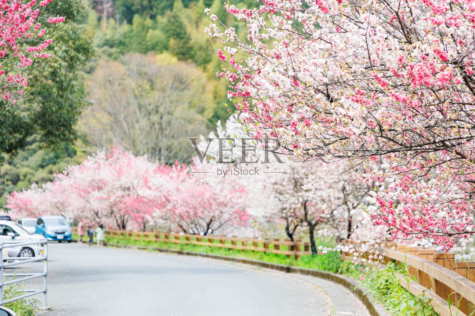 桃花（高知县），形似樱花照片摄影图片