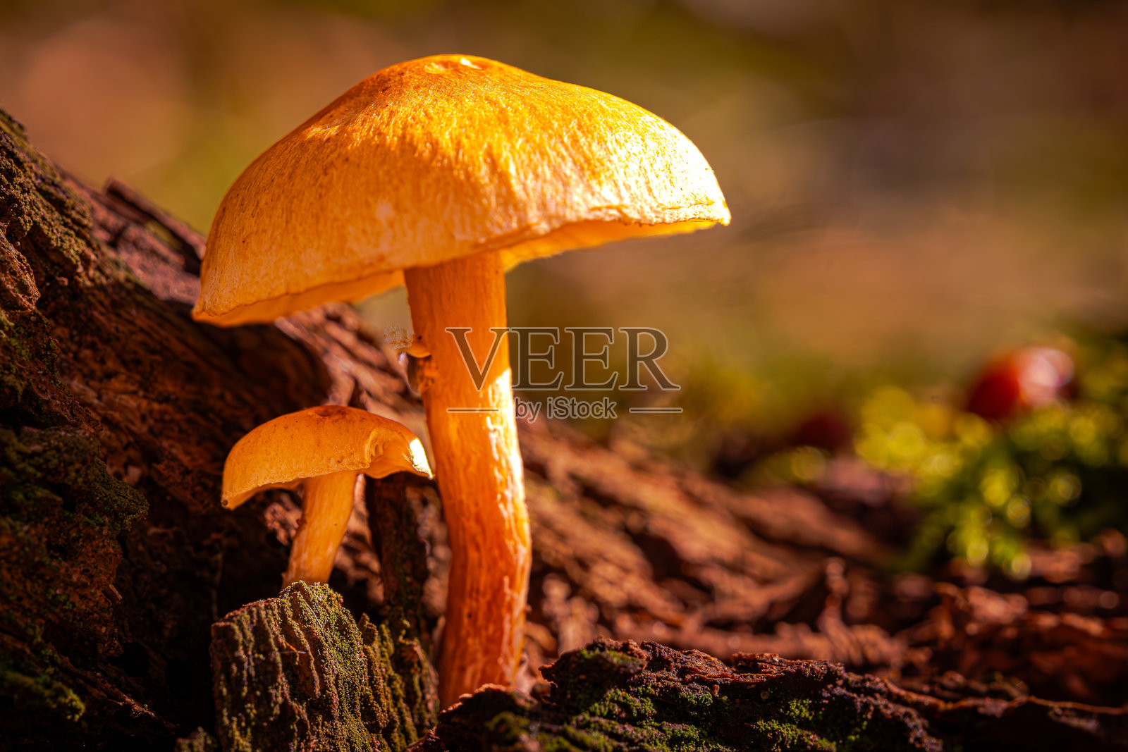 蘑菇在森林里静静伫立，宛如一场无声的对话。照片摄影图片