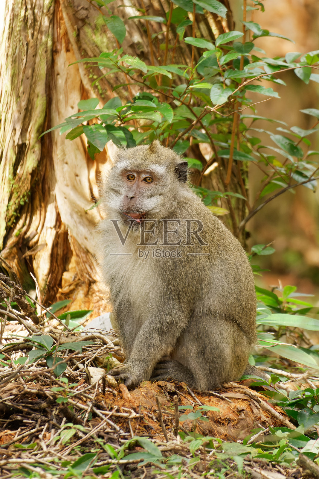 长尾猕猴照片摄影图片