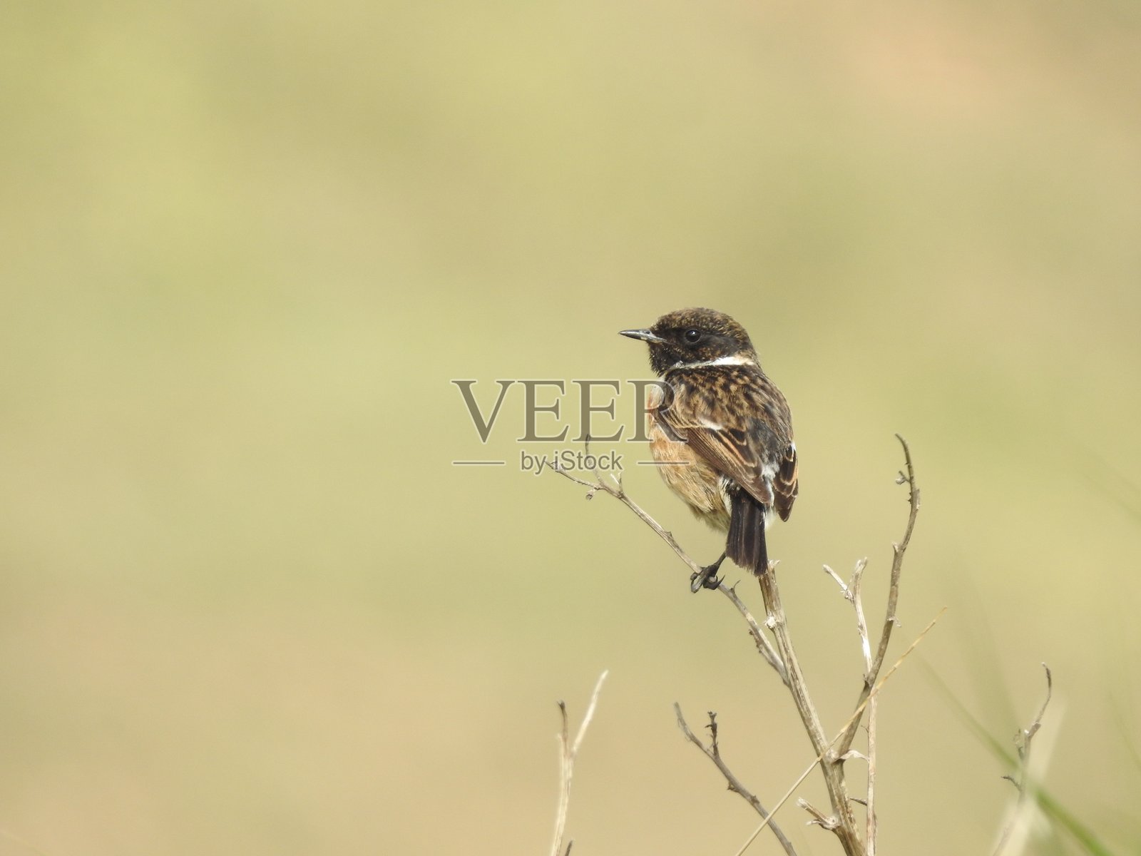 雄性石䴕栖息在垂直树枝顶端的侧面特写照片摄影图片