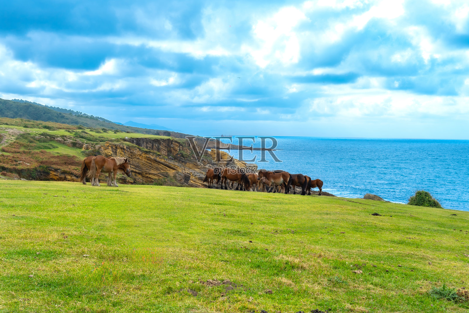 野马在海兹基贝尔山沿海牧场上吃草照片摄影图片