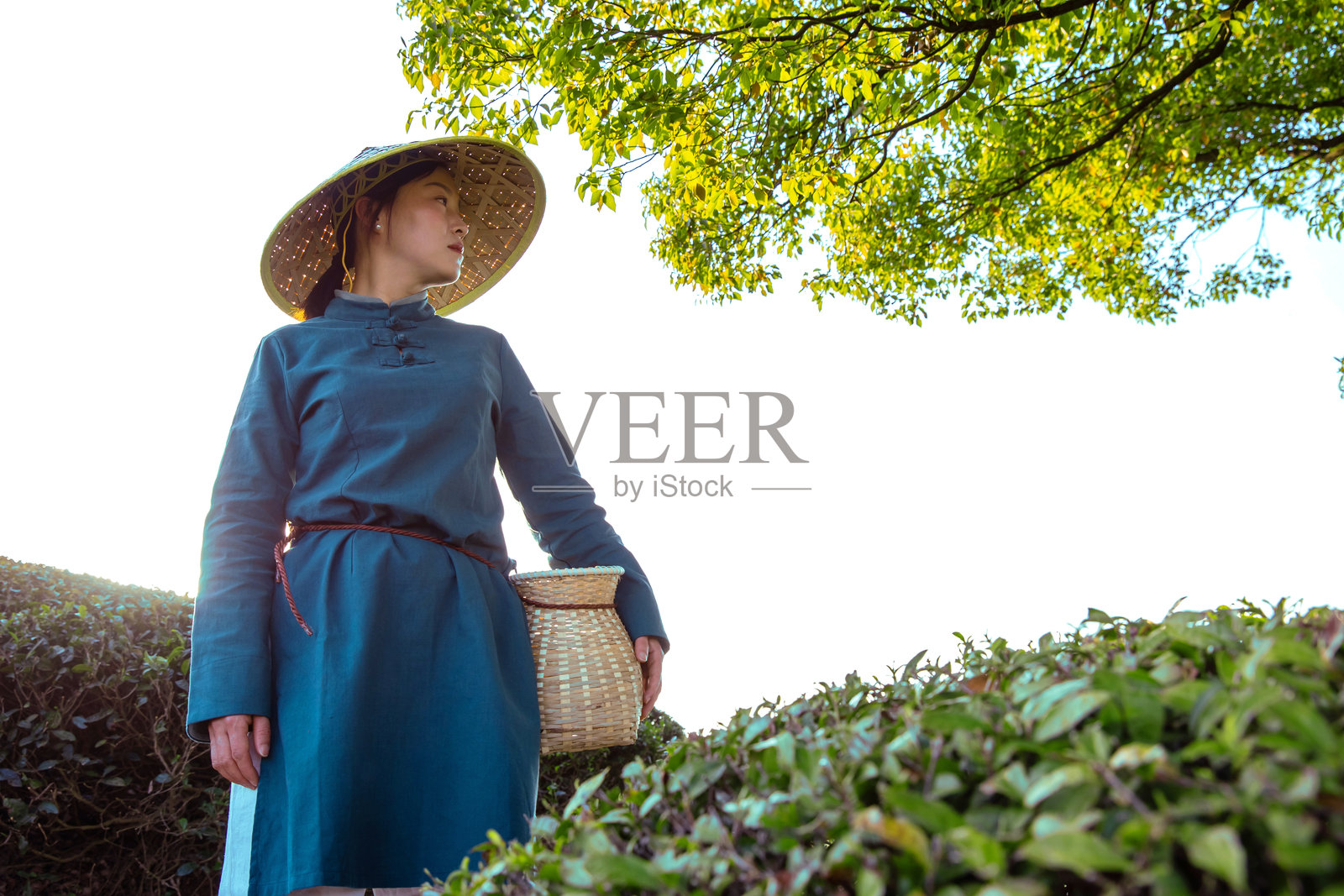 一位美丽的孟加拉国女子戴着防雨防晒帽采摘茶叶照片摄影图片