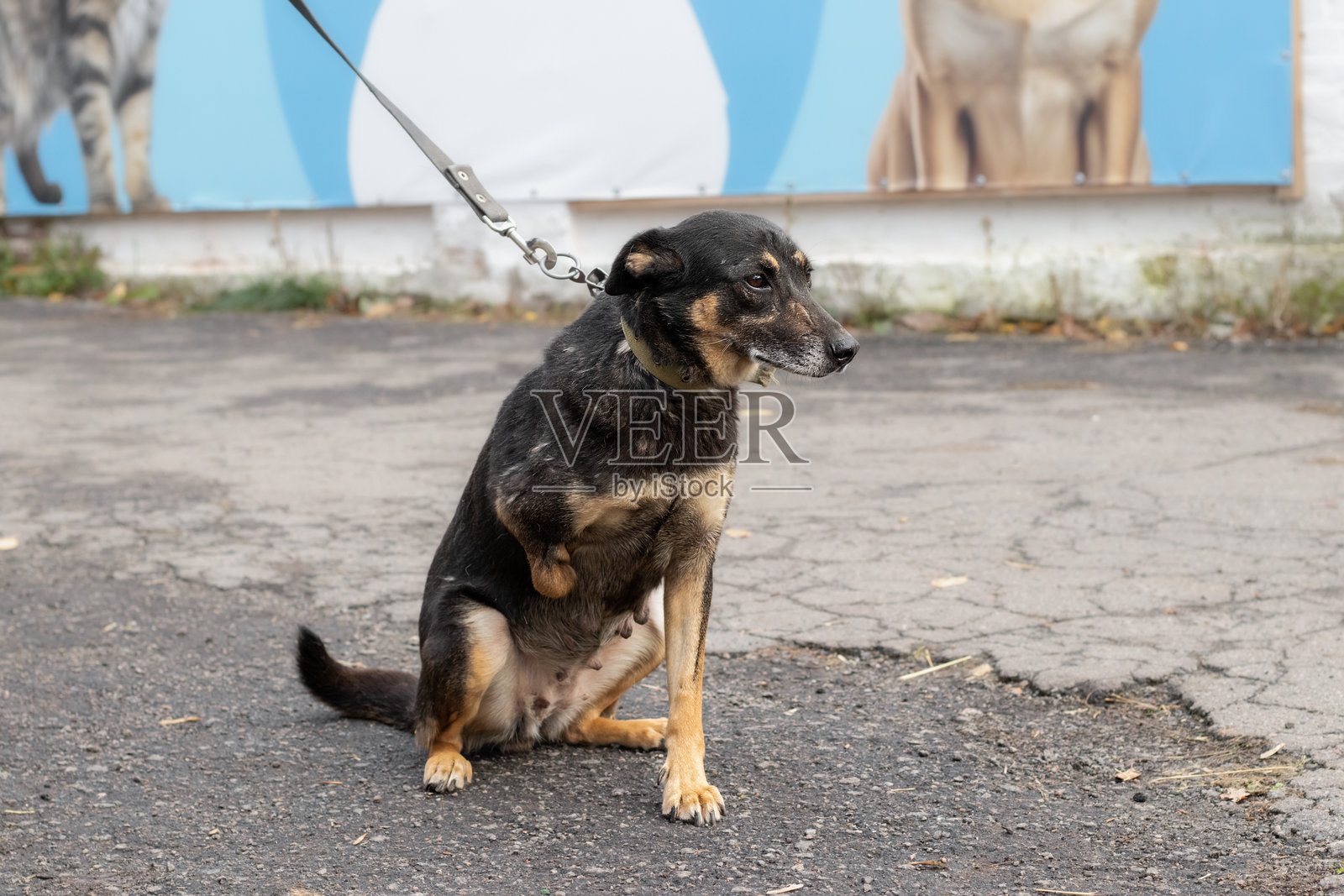 脸上带有伤疤的狗。车祸后被截肢的狗爪。收容所里的无家可归的动物。照片摄影图片