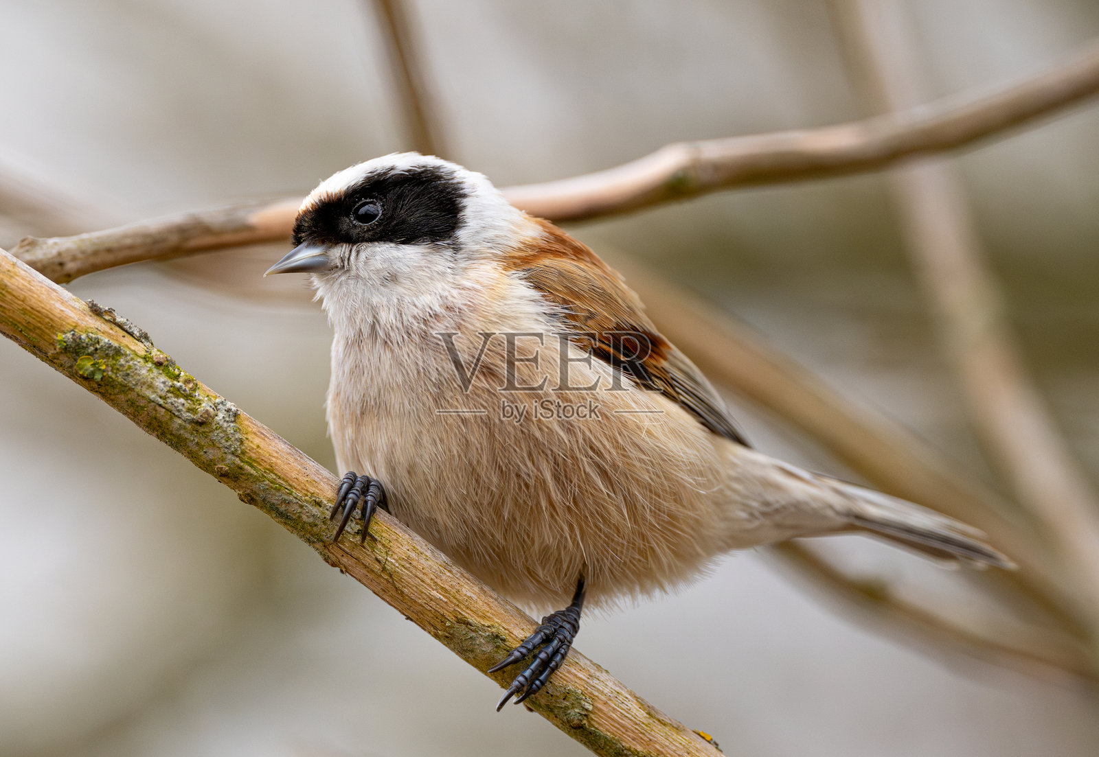 欧亚鹀鹀照片摄影图片