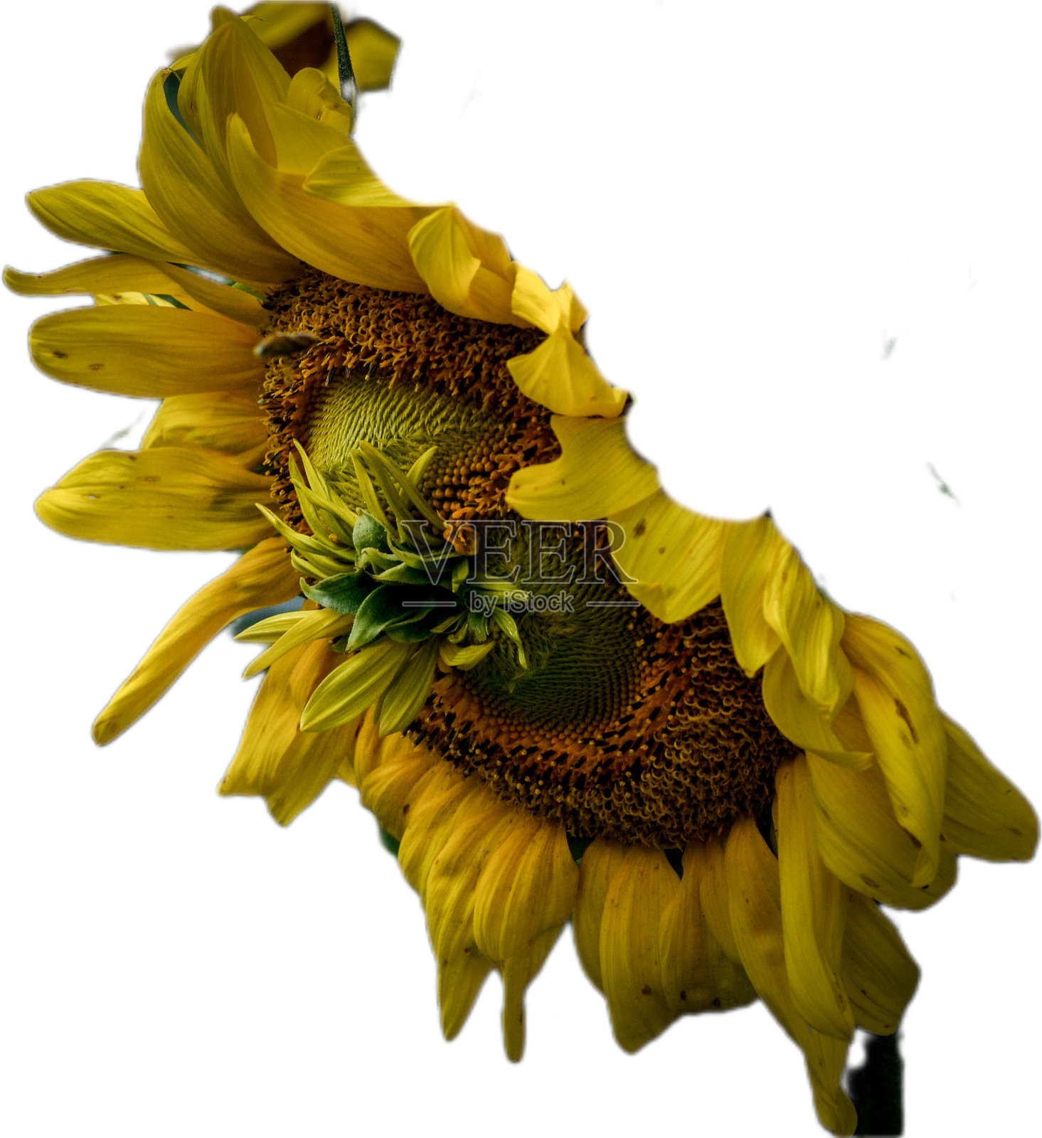 花照片摄影图片