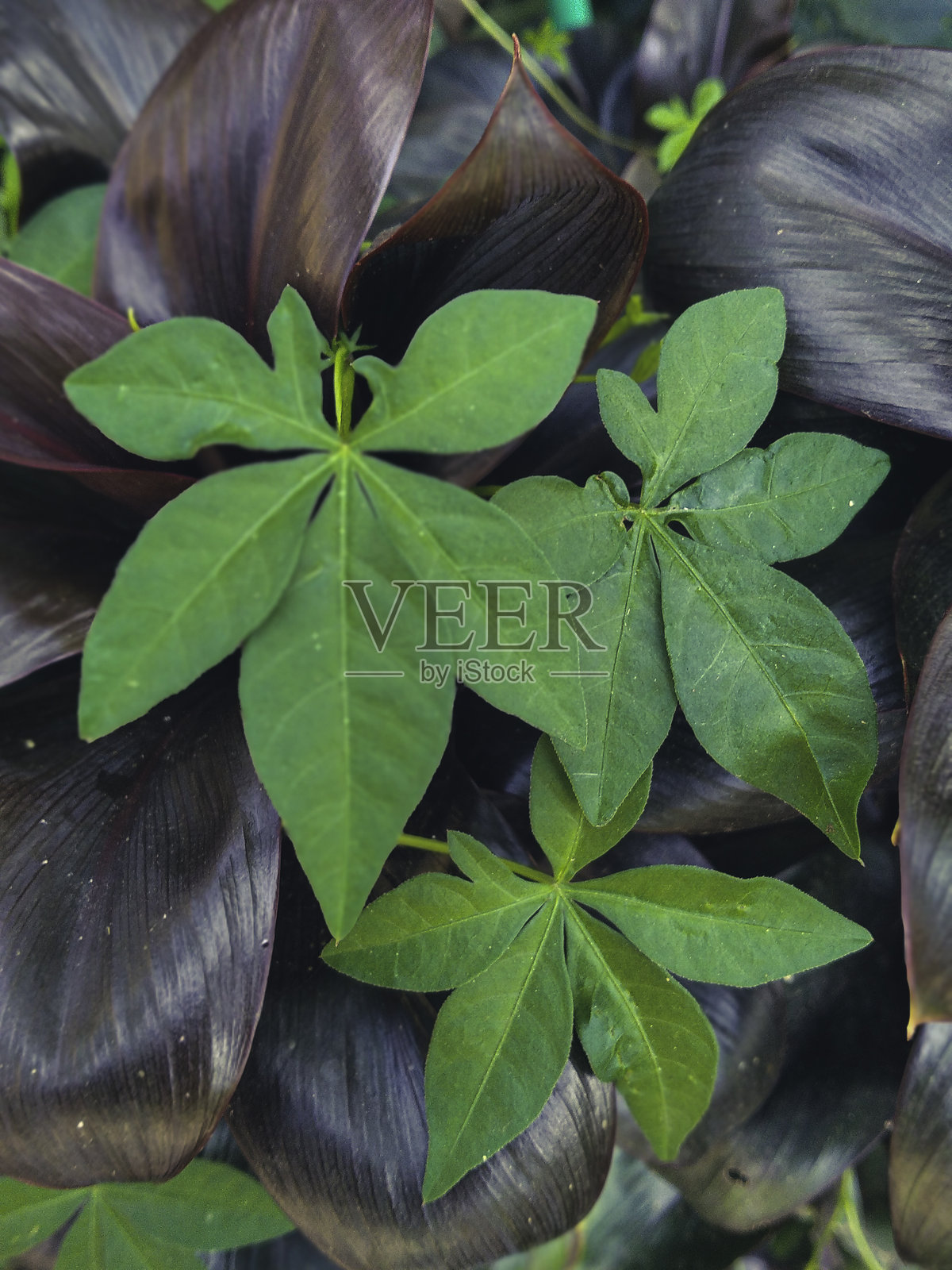 院子里有趣的独特野生叶藤照片摄影图片