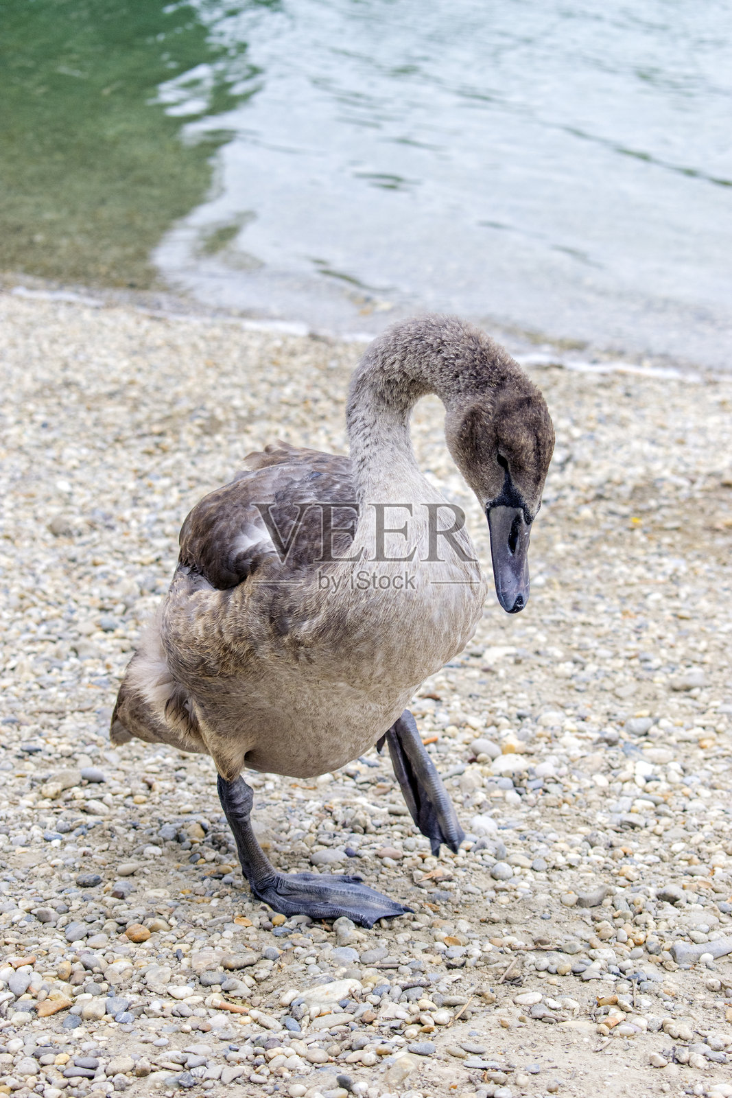 疣鼻天鹅：优雅的天鹅在维也纳湖上平静地滑行照片摄影图片