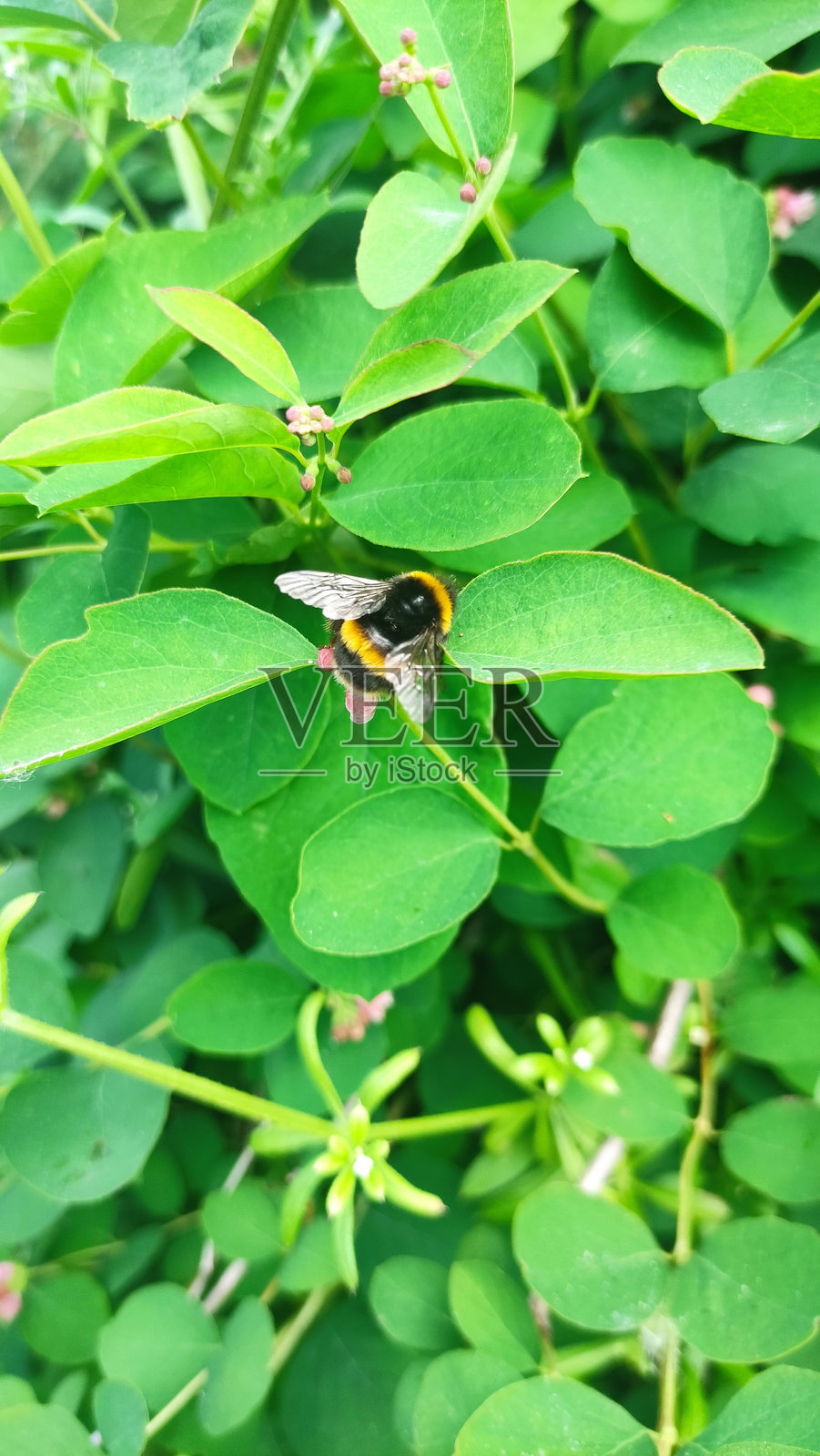小蜜蜂照片摄影图片
