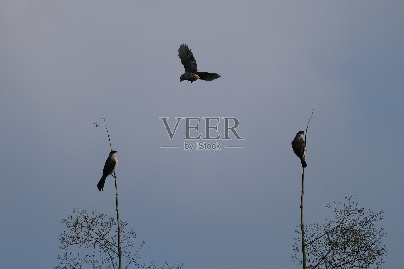 苏门答腊南部伊绍伊绍热带雨林中的鸟照片摄影图片