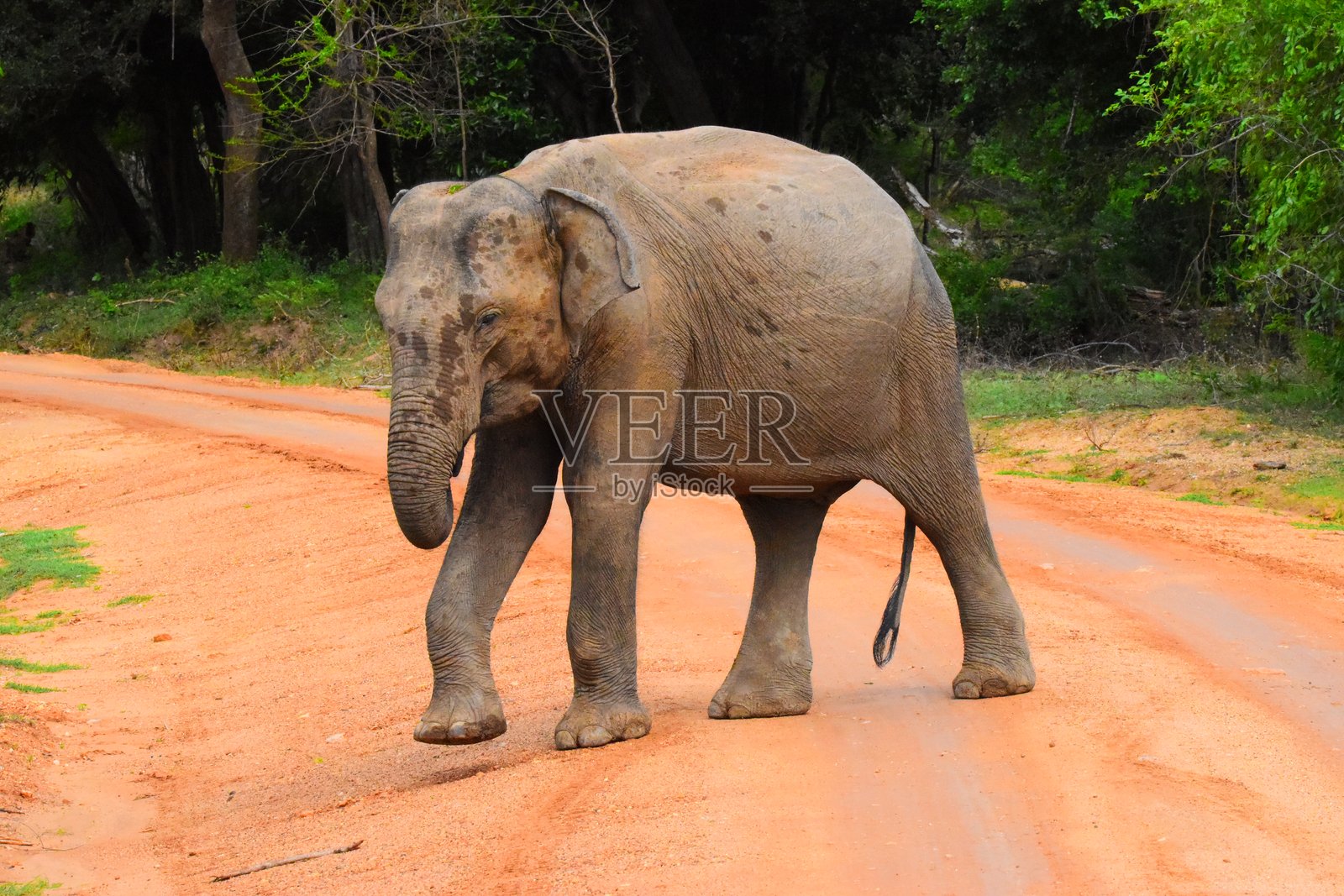 斯里兰卡的野生生物照片摄影图片