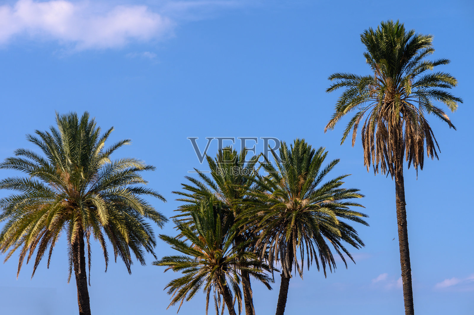 塞浦路斯岛上的热带棕榈树照片摄影图片