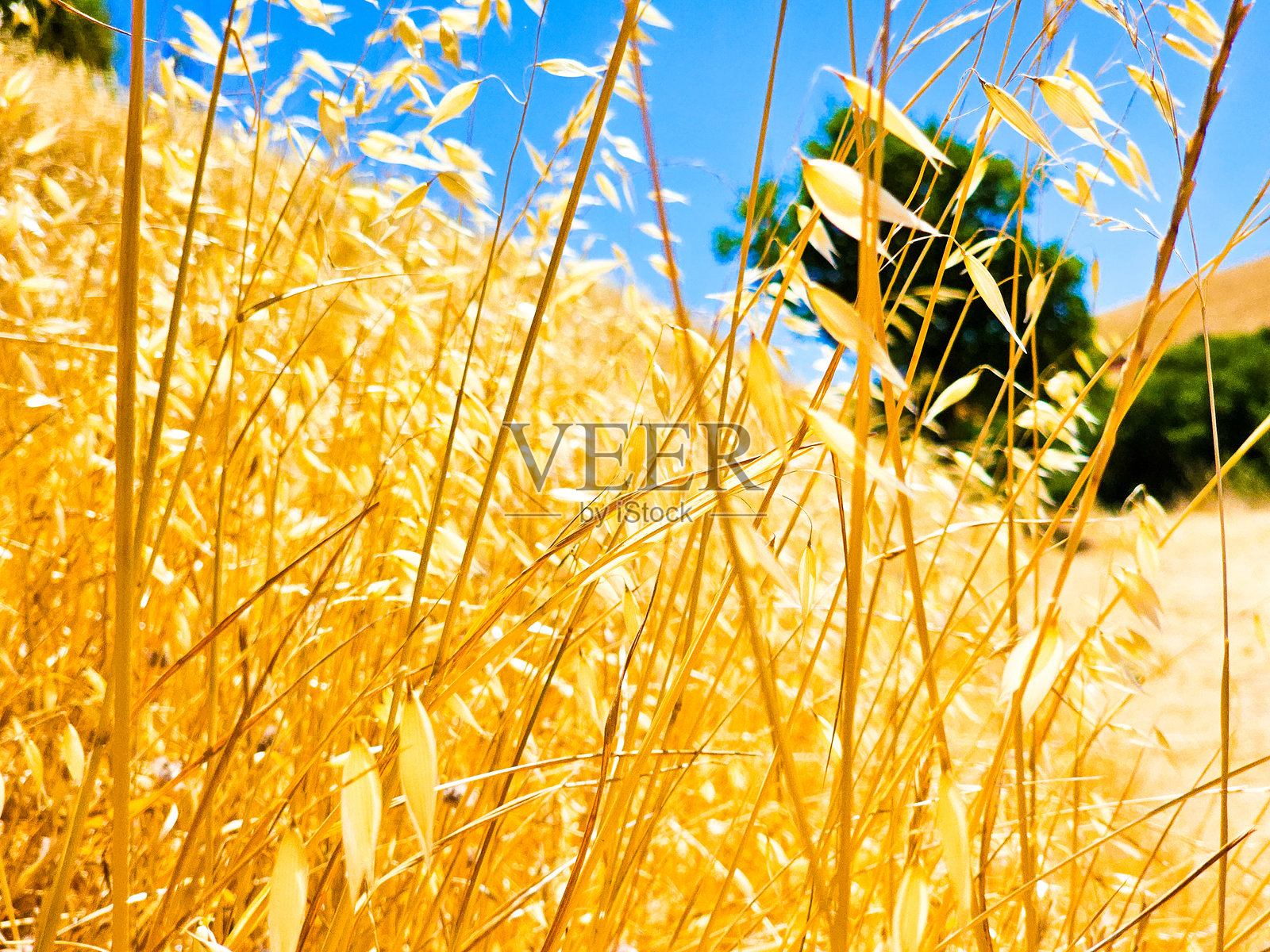 加利福尼亚北部的金色山丘照片摄影图片