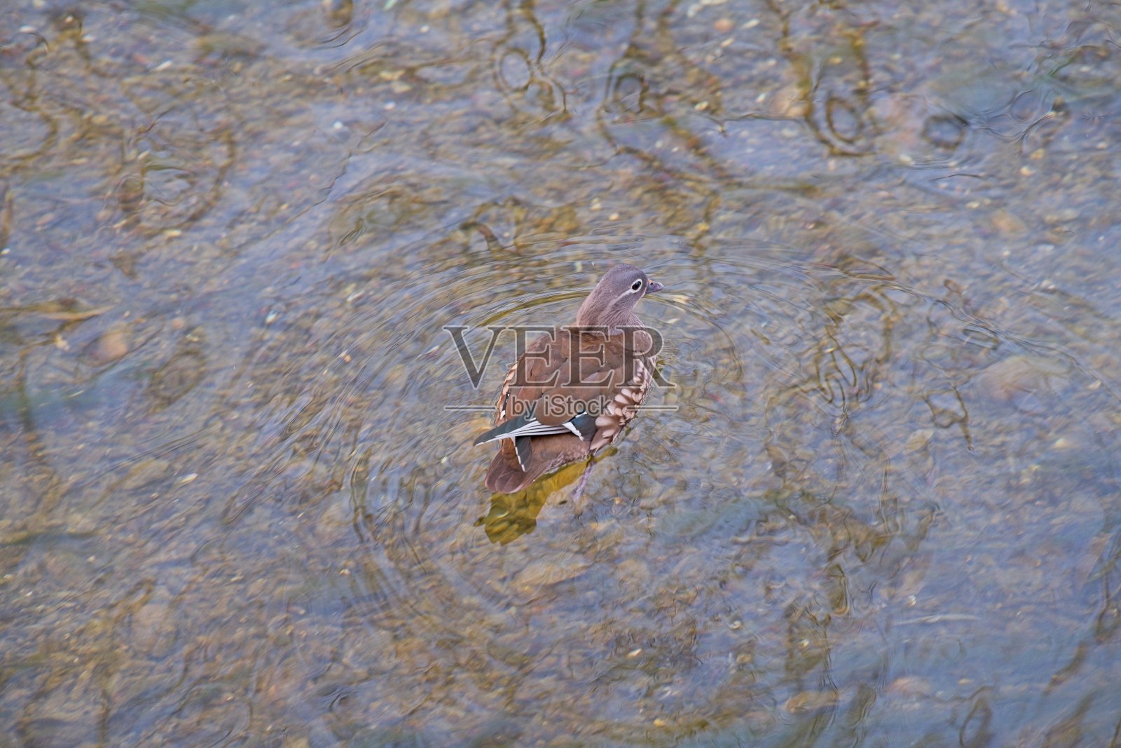 鸳鸯照片摄影图片