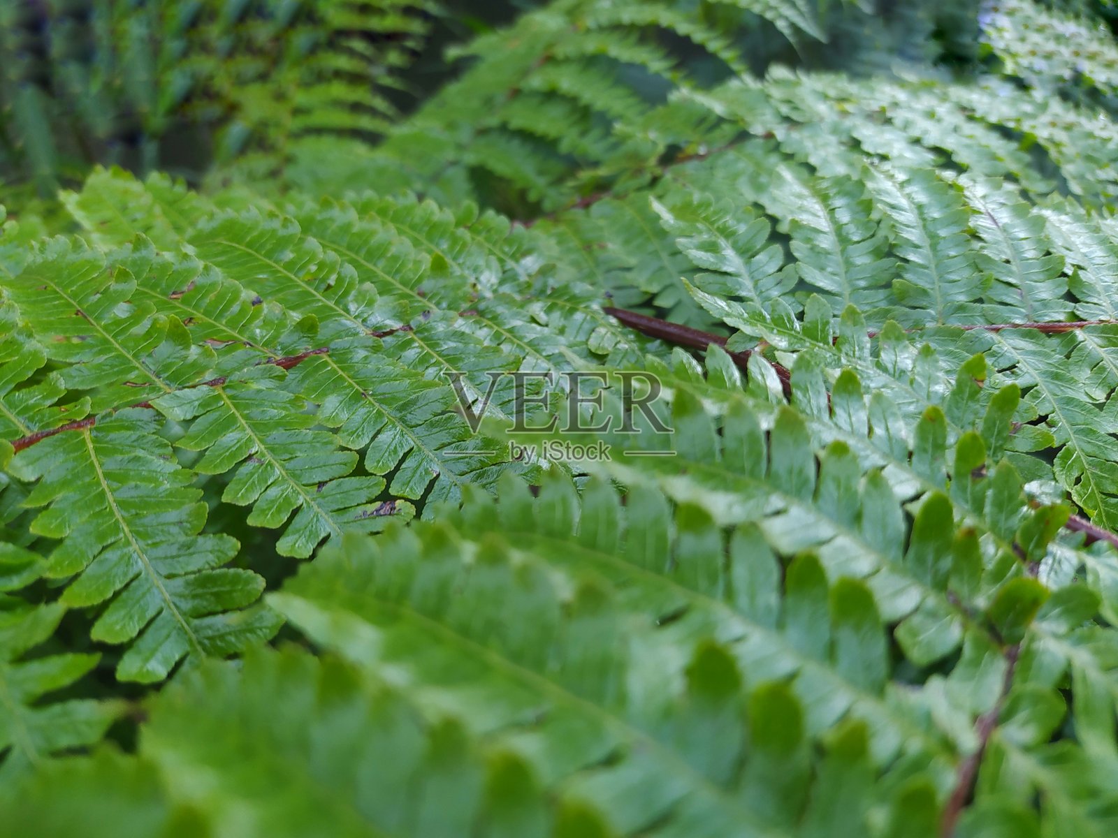 Ptelidium aquilinum 植物照片摄影图片