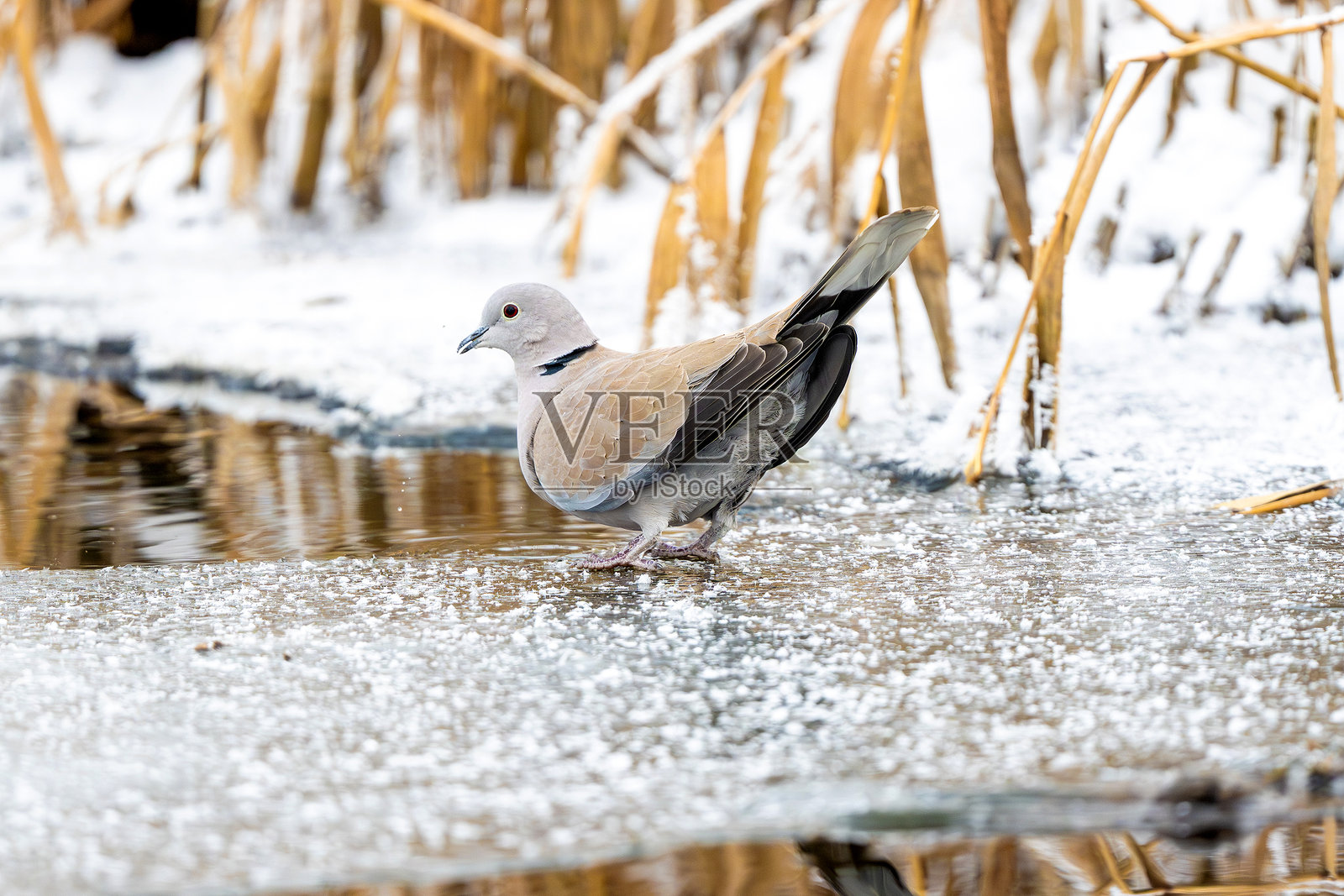 欧亚斑鸠栖息在岸边照片摄影图片