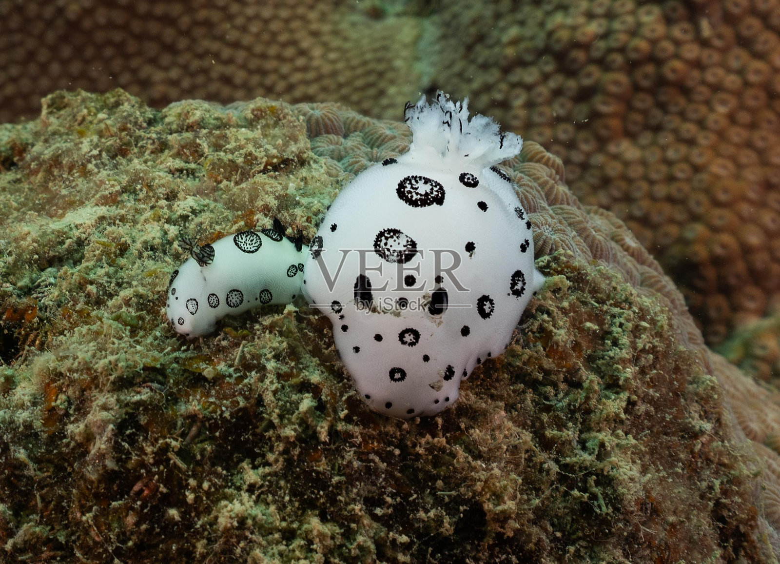 涛岛附近珊瑚礁中的海蛞蝓照片摄影图片