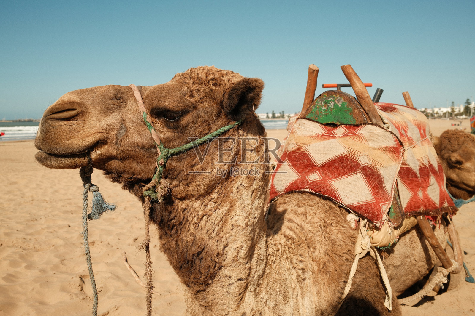 骆驼骑着马鞍站在摩洛哥的海滩上照片摄影图片