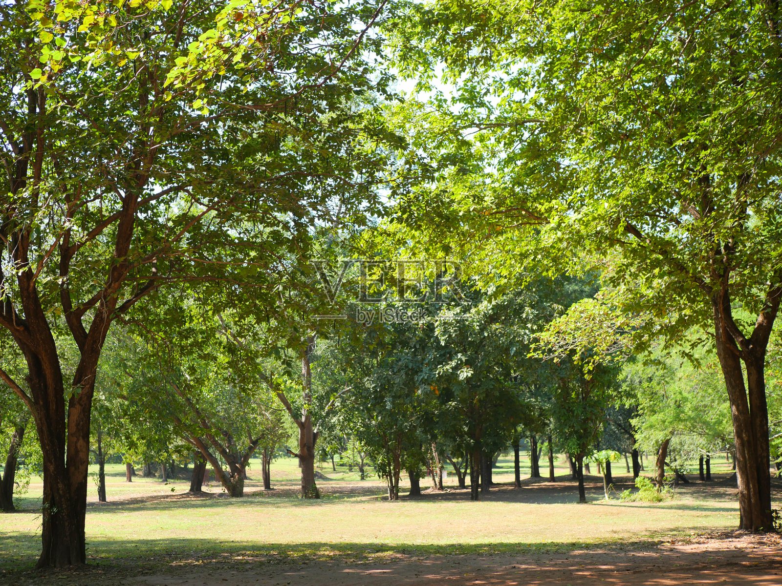 树荫照片摄影图片