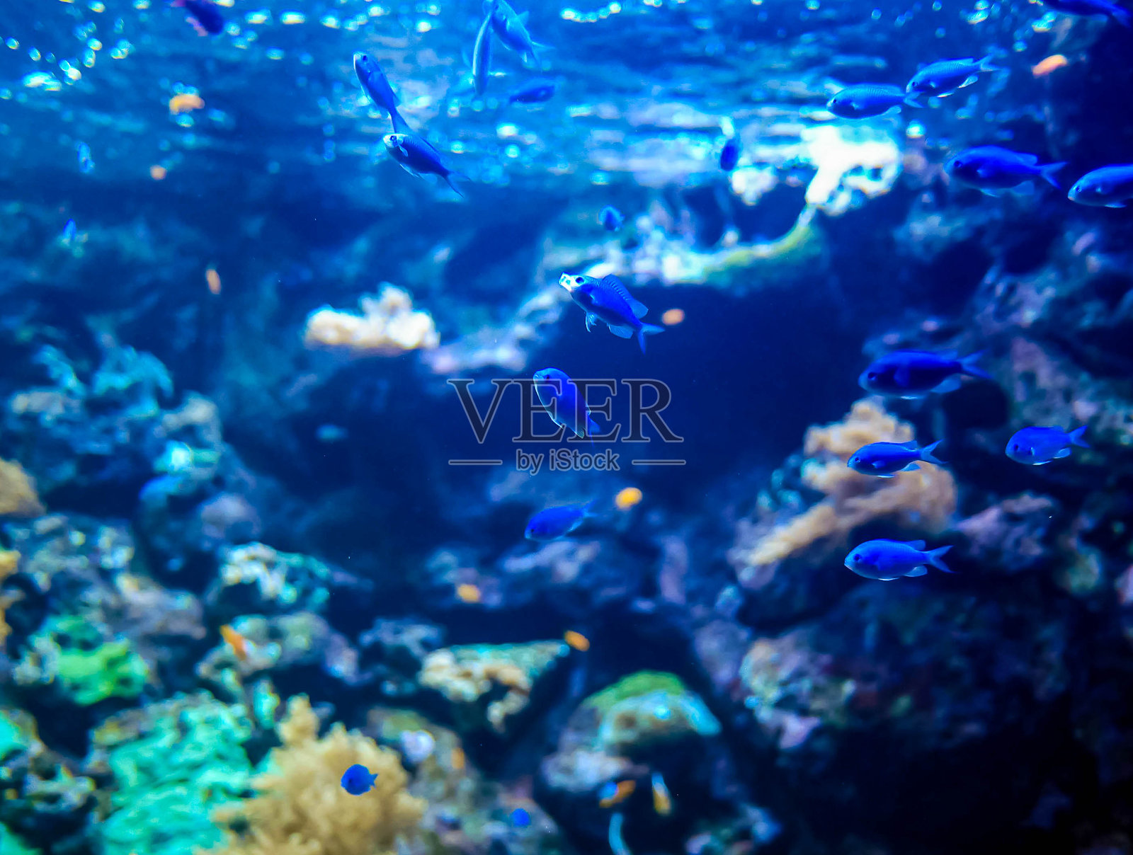蓝色背景下的鱼群照片摄影图片