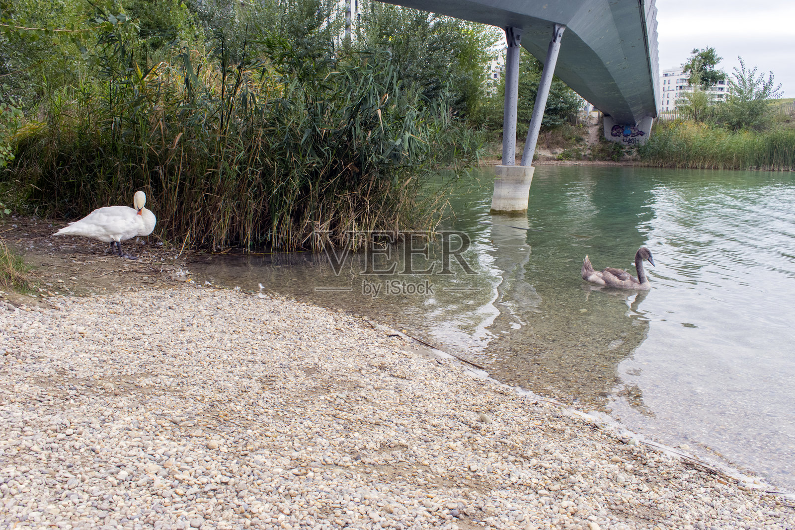 疣鼻天鹅：优雅的天鹅在维也纳湖上平静地滑行照片摄影图片