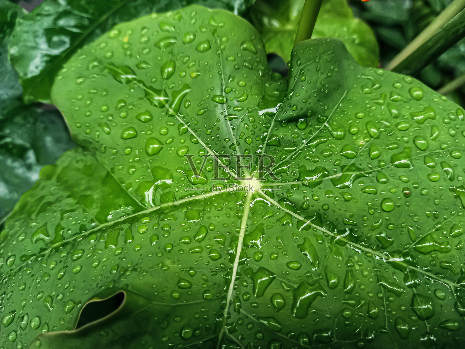 露珠和叶子照片摄影图片