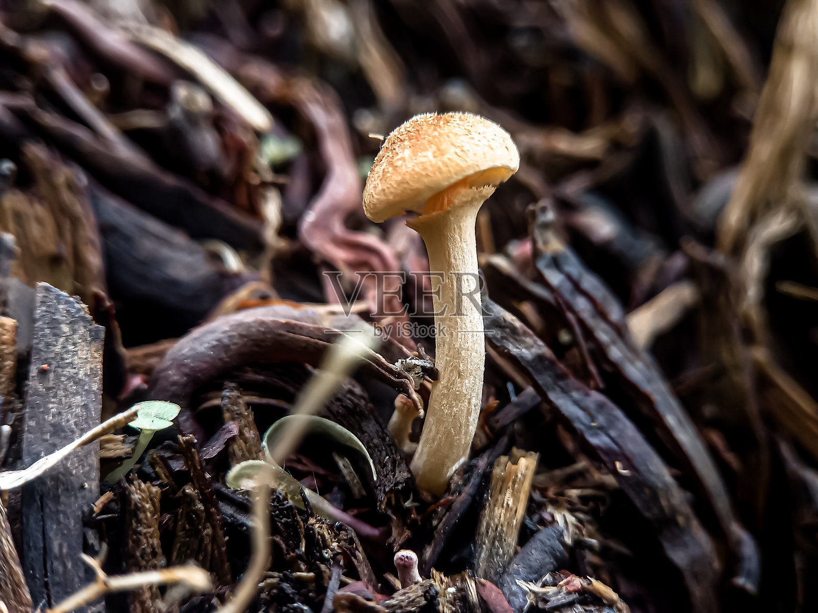 蘑菇照片摄影图片