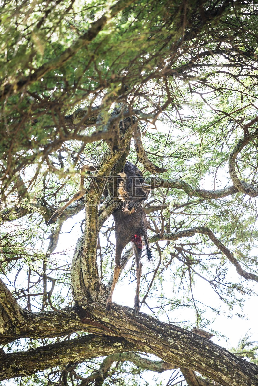 豹子将猎物藏匿在金合欢树高处照片摄影图片