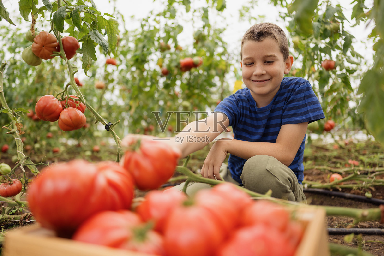 快乐的男孩在温室里采摘有机番茄照片摄影图片
