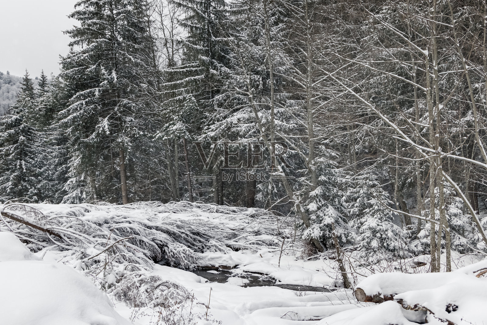 大雪纷飞的森林中，白雪覆盖的树木构成宁静的冬季景观。照片摄影图片