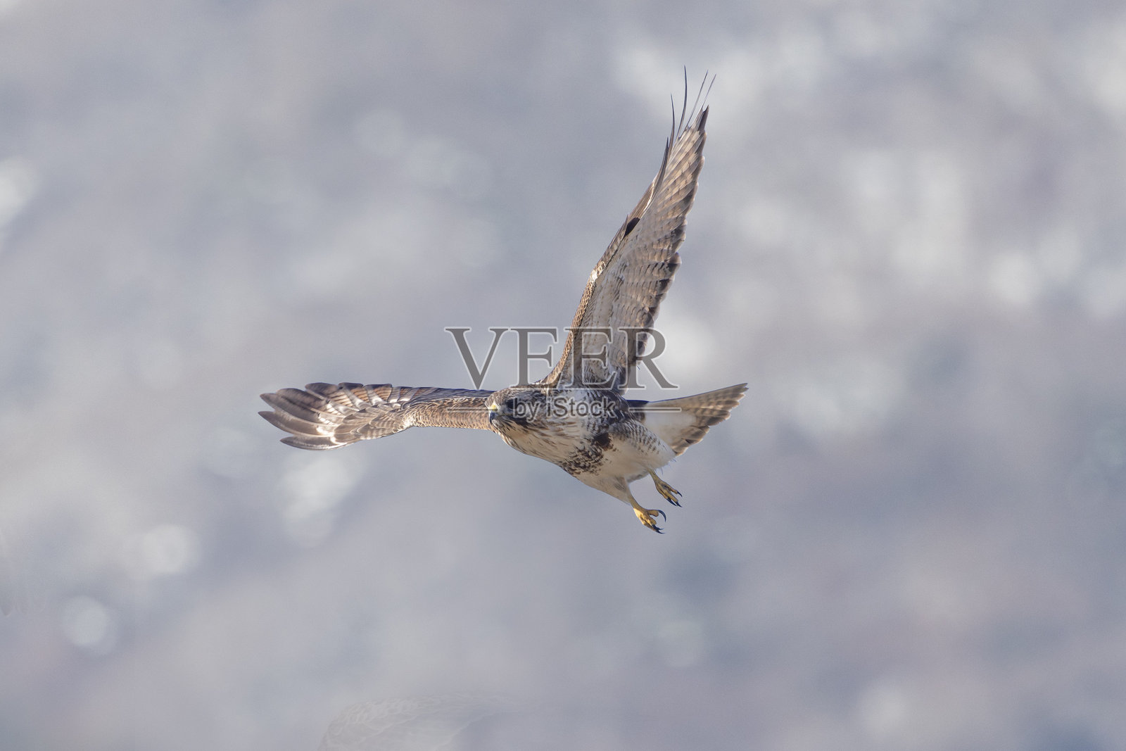 东方蜂鸟在山前飞翔。照片摄影图片