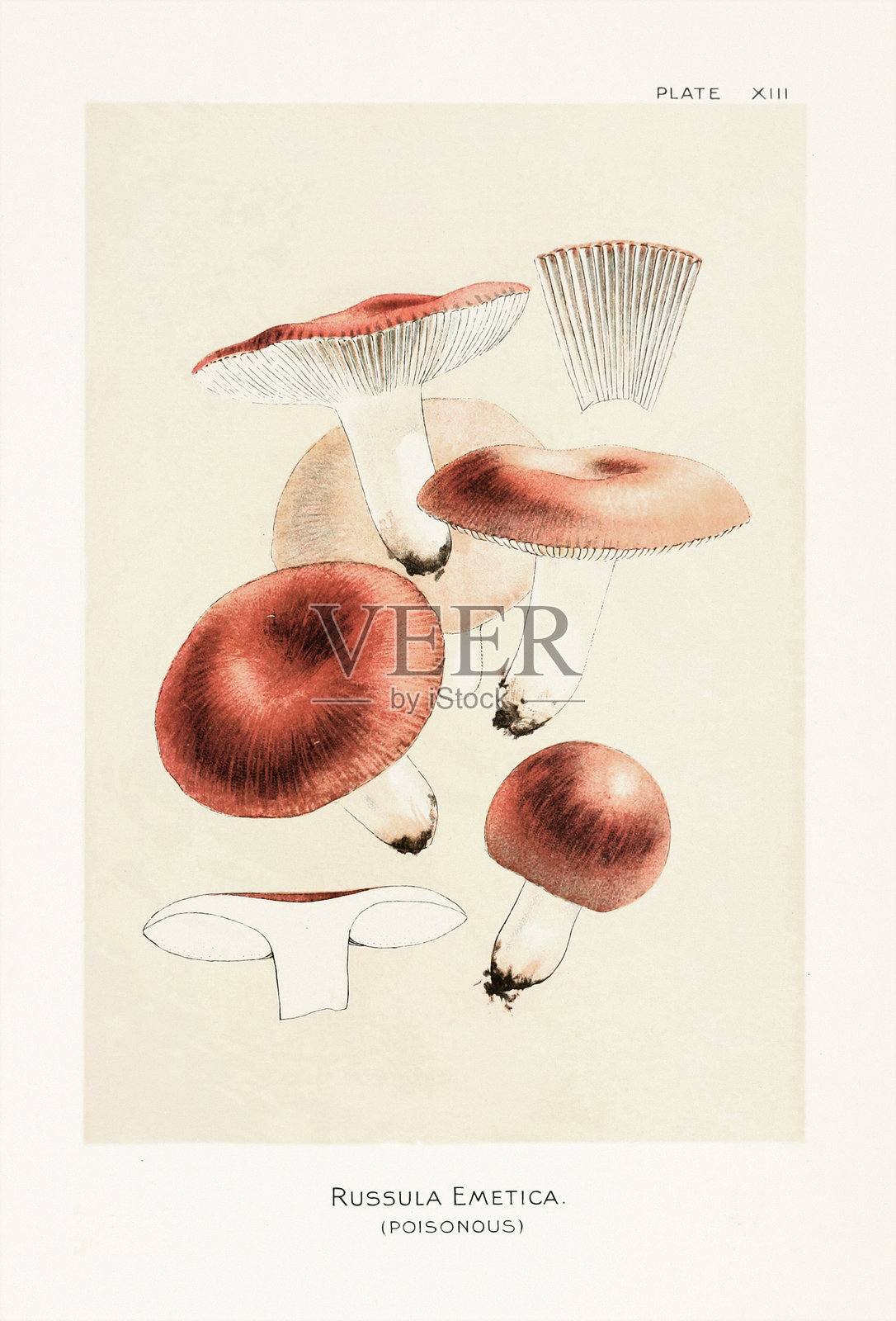 19世纪自然历史书籍中的古董蘑菇插画。纽约，1895年。插画图片素材