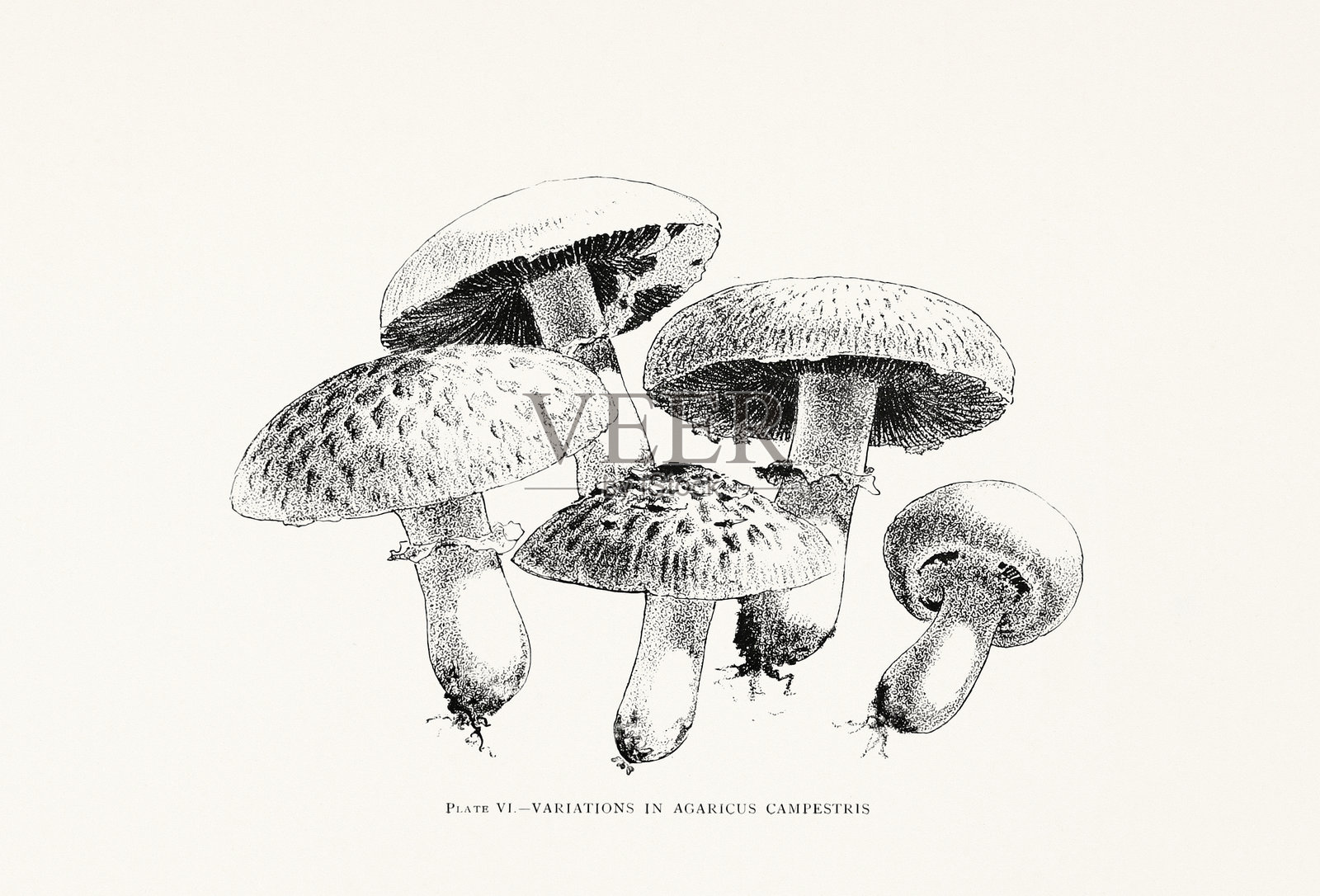 19世纪自然历史书籍中的古董蘑菇插画。纽约，1895年。插画图片素材