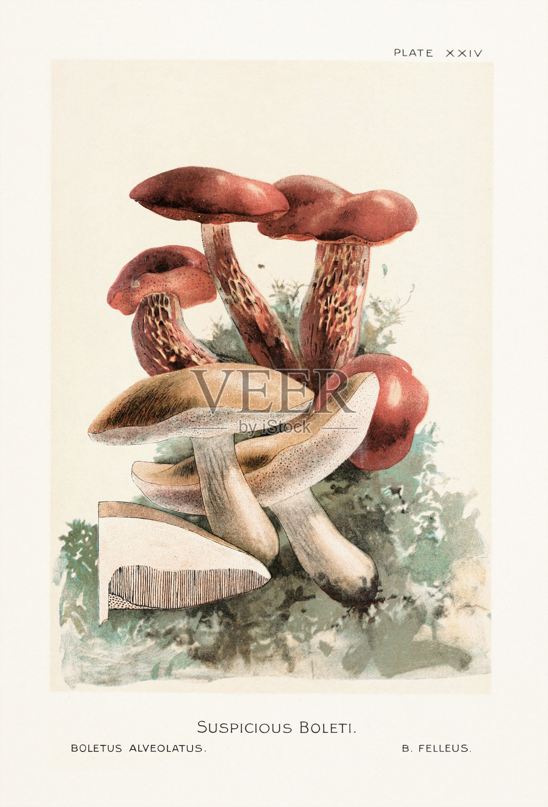 19世纪自然历史书籍中的古董蘑菇插画。纽约，1895年。插画图片素材