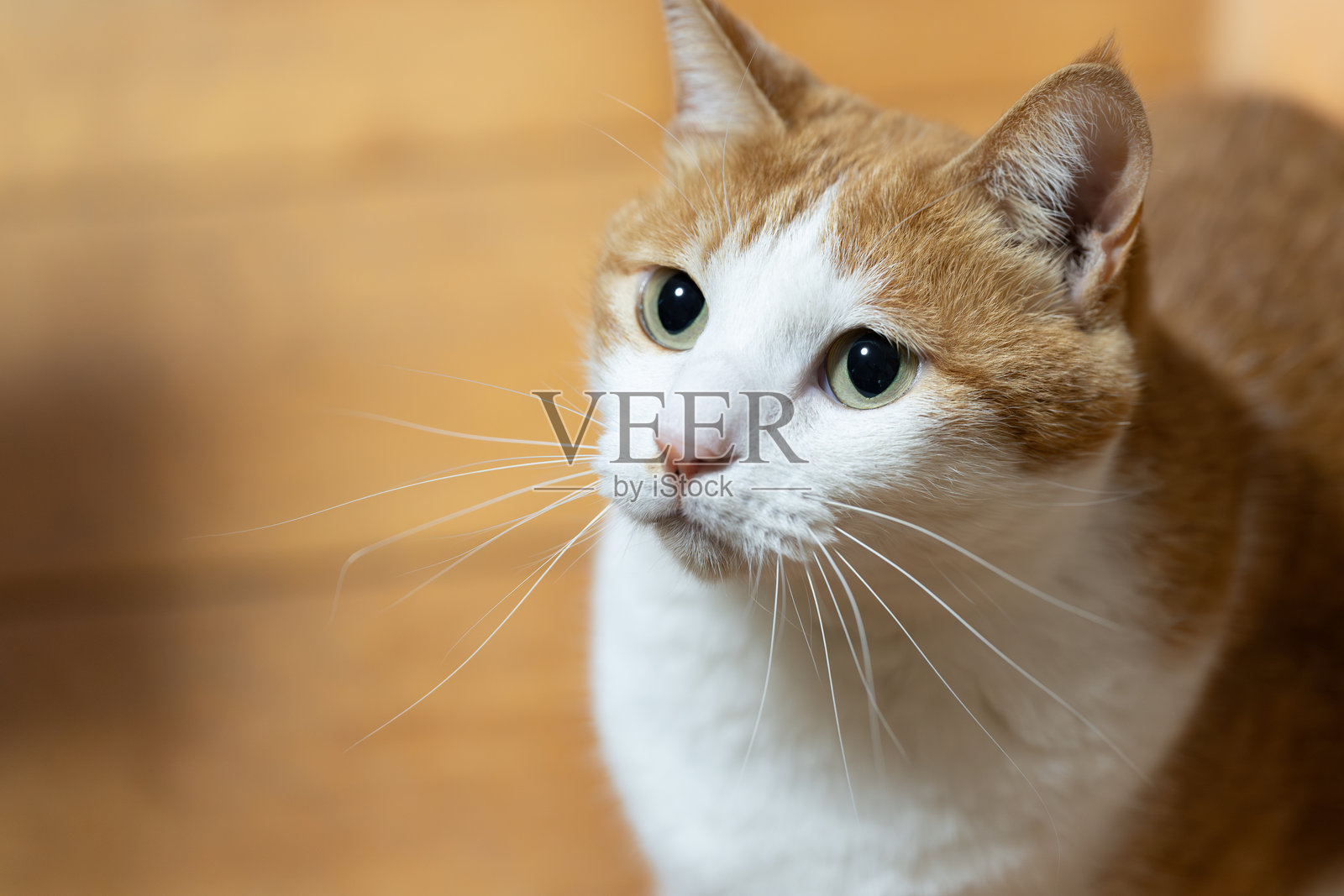 一只猫好奇地凝视着照片摄影图片