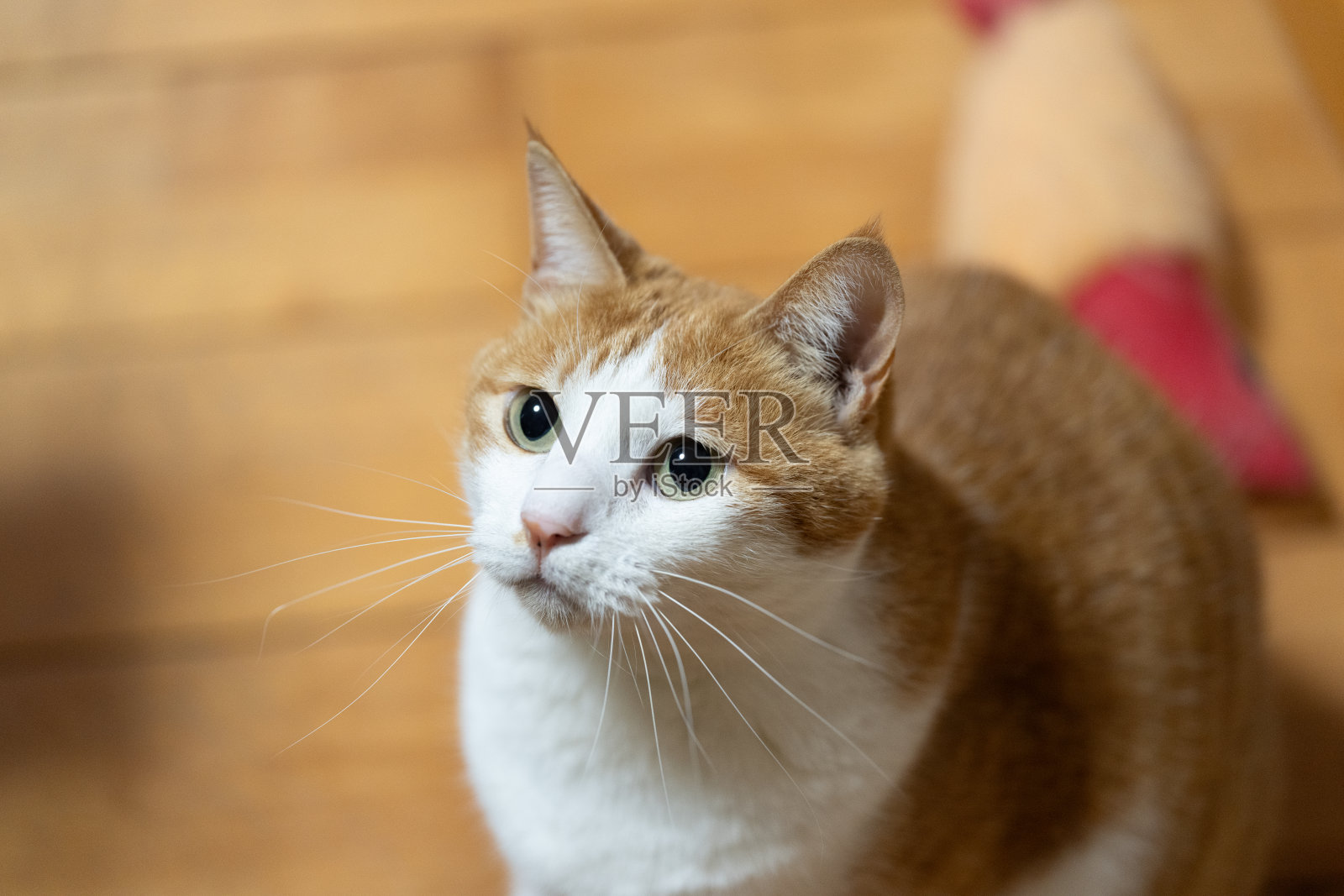 一只猫好奇地凝视着照片摄影图片