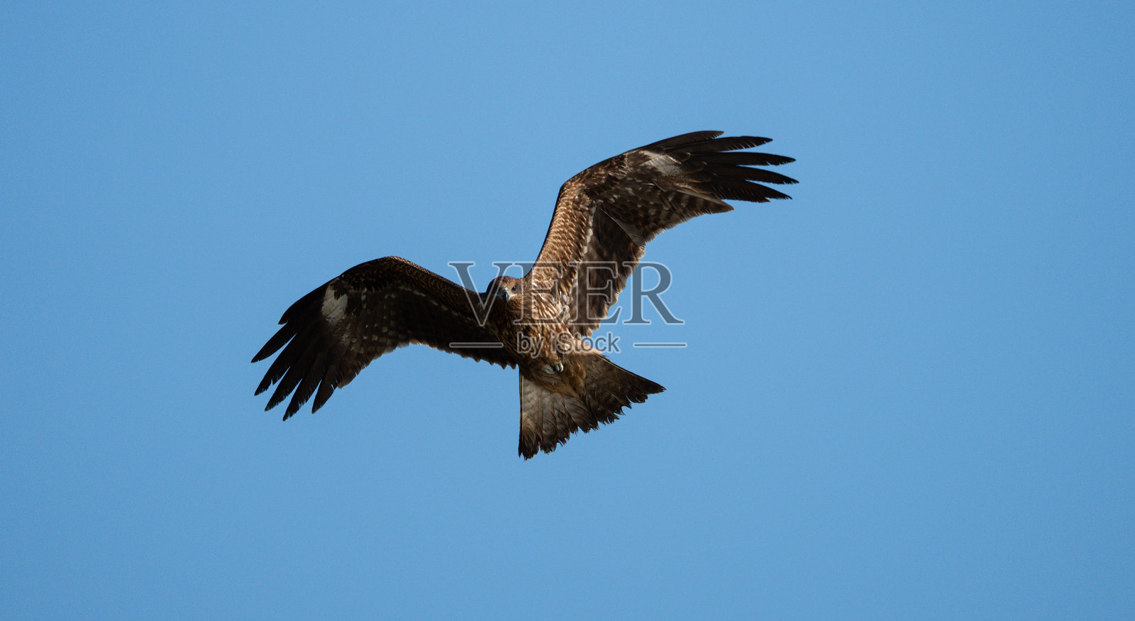 黑鸢在天空中飞翔照片摄影图片
