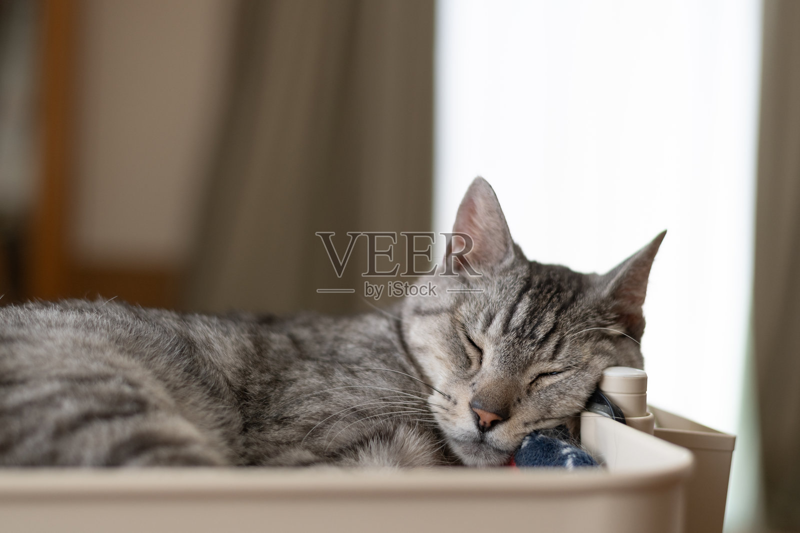 可爱猫咪睡在他最喜欢的地方照片摄影图片