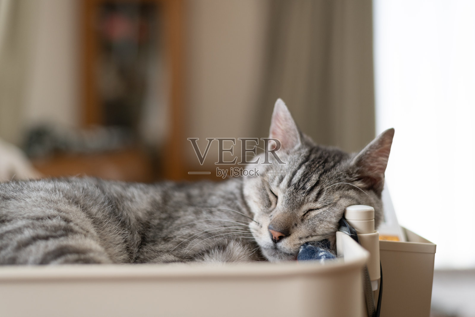 可爱的小猫睡在他最喜欢的地方照片摄影图片