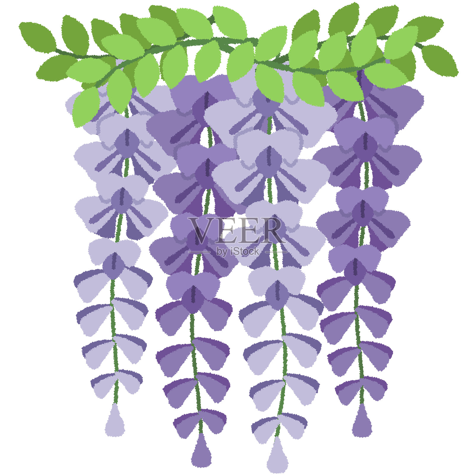 紫藤插画图片素材