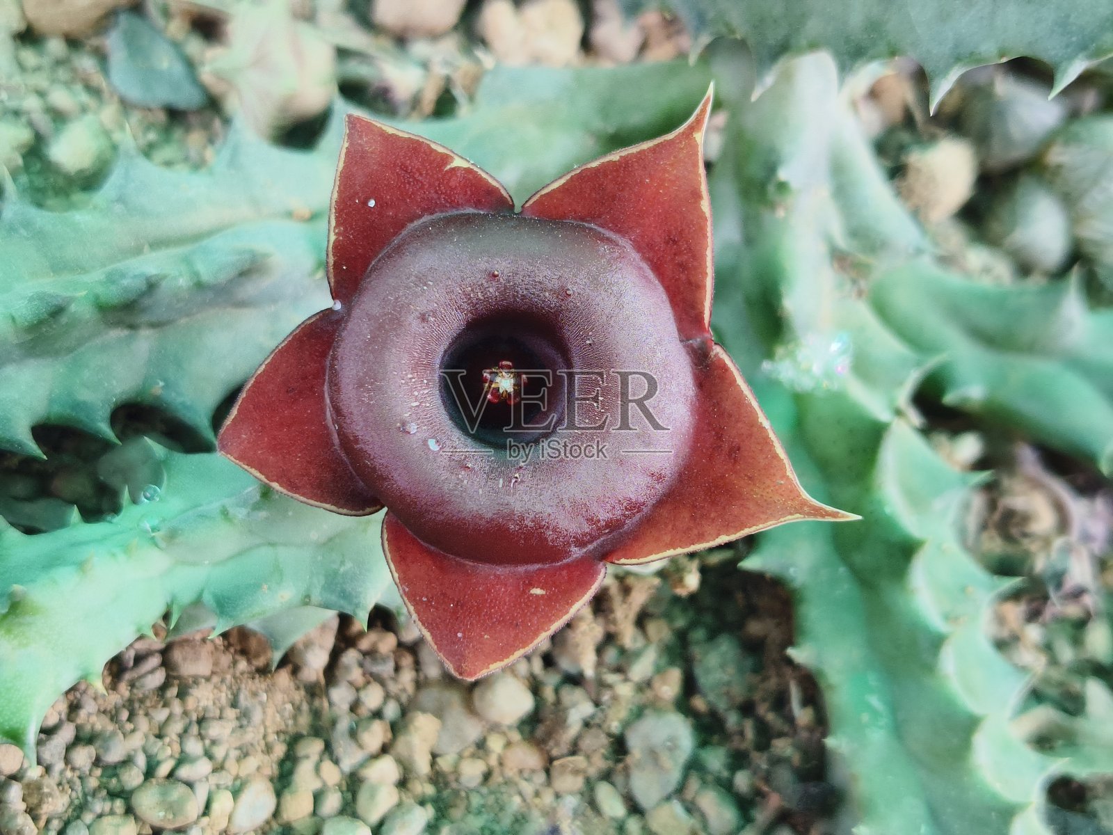 斑马花照片摄影图片